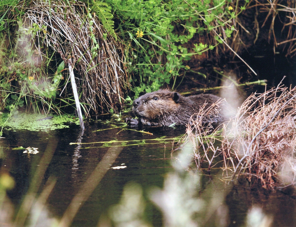 This image has an empty alt attribute; its file name is 97b91-young-beaver.jpg